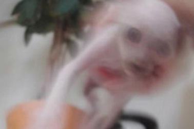 Những sinh vật kỳ lạ