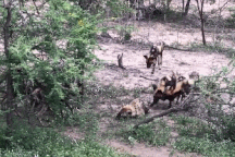 Kết cục bi thảm của linh cẩu khi lọt vào vòng vây chó hoang châu Phi
