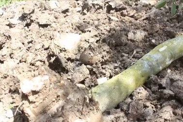 Nông dân đốn hạ vườn cây ăn trái