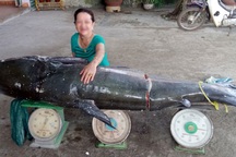 Ly kỳ những vụ "cá khủng" mắc lưới cần thủ Việt Nam