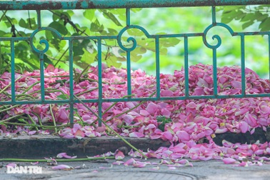 Sen hồ Tây khoe sắc, dịch vụ ăn theo thất thu vì dịch Covid-19