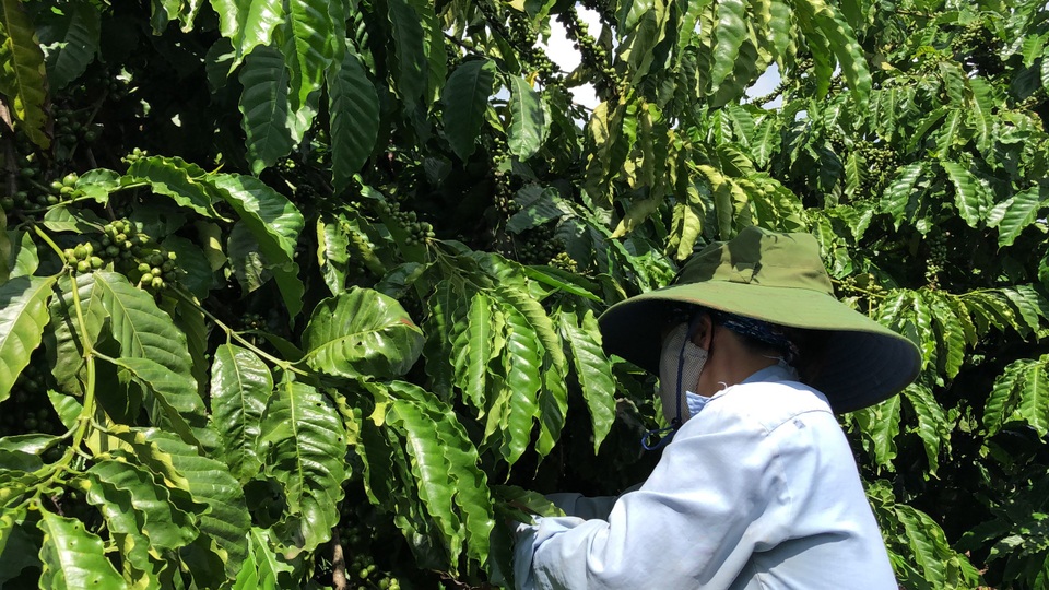 Vợ chồng nông dân mày mò làm cà phê sạch, kiếm hơn 1 tỷ đồng/năm - 4 Vợ chồng nông dân mày mò làm cà phê sạch, kiếm hơn 1 tỷ đồng/năm - 4