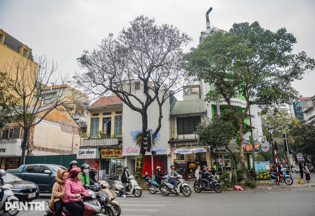 Cây 80 năm tuổi ở Hà Nội nghi bị bức tử - 1 Cây 80 năm tuổi ở Hà Nội nghi bị bức tử - 1