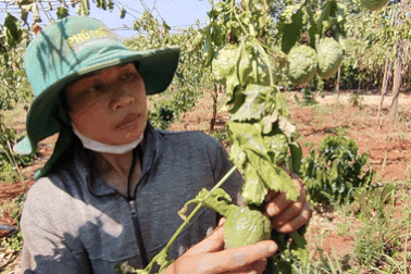 Gần 600 cây cà phê, chanh dây bị kẻ gian chặt phá trong đêm