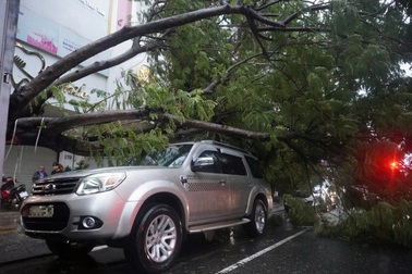 Hơn 900 cây xanh ở Đà Nẵng gãy, đổ do bão Trà Mi