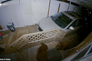 Hài hước cảnh hai chú gấu con đánh nhau trước cửa nhà dân