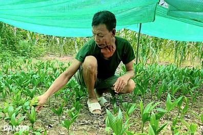 Vợ chồng lão nông thu 200 triệu đồng mỗi năm từ vườn cau