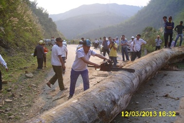 Cây nặng hơn 5 tấn từ… trên trời rơi xuống!