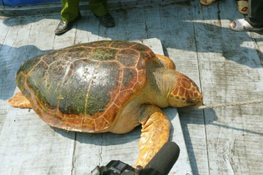 Một người dân giao nộp rùa vàng 10kg