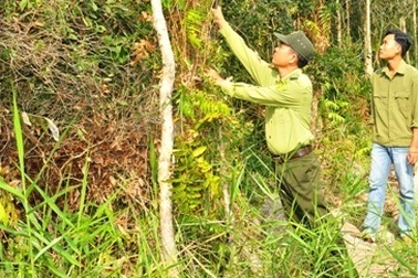 Nắng nóng “uy hiếp” hàng chục ngàn ha rừng ở Cà Mau