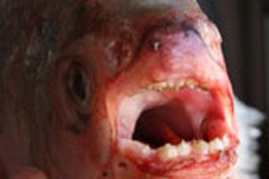 Con cá có hàm răng giống người