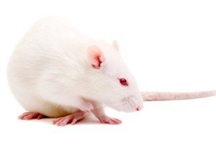 Chuột bị bại liệt có thể đi lại sau khi điều trị tế bào gốc