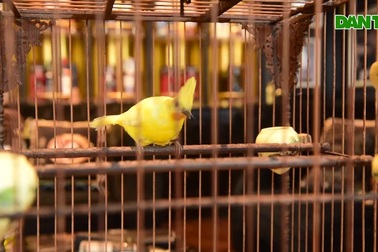 5 lần 7 lượt lên núi mua hoàng mào, đại gia từ chối bán dù được trả tiền tỷ