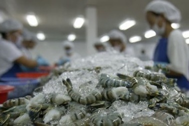 VASEP: Mỹ kiện tôm Việt Nam là cạnh tranh không lành mạnh và thiếu cơ sở