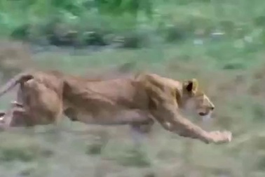 Cận cảnh "đòn judo" của sư tử để hạ gục ngựa vằn