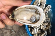 Đài Loan, Lào ồ ạt nhập hàu tươi của Việt Nam