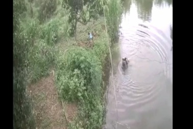 Nghẹt thở cảnh cậu bé ngã xuống hồ cá, suýt rơi vào tay "tử thần"