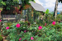 Ông bố ở Vũng Tàu làm nhà gỗ, trồng cả vườn hồng quý tặng con gái