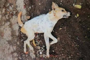 16 người bị chó cắn khi đi tập thể dục buổi sáng