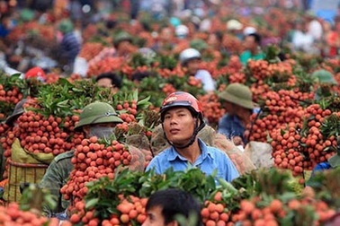 Vẫn có cách xuất khẩu nông sản Việt sang các thị trường “khó tính”