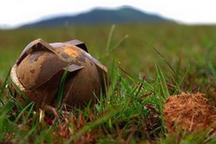 Nổ bom bi, 2 bé trai bị thương nguy kịch