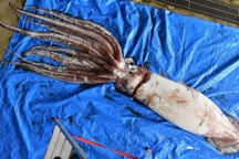 Cách giao phối bí ẩn của loài mực khổng lồ