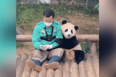 Khoảnh khắc đáng yêu của gấu trúc Fu Bao