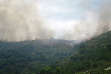 Cháy rừng dữ dội, hàng chục ha thông bị thiêu rụi