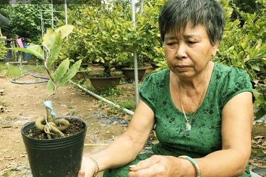 "Sáng chế" thế con rắn cuộn gốc mai vàng, bán đắt hàng, nhẹ nhàng đút túi 300 triệu đồng/năm