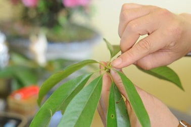 Chuyên gia lâm nghiệp: Cây trồng mới tại Hà Nội không phải vàng tâm