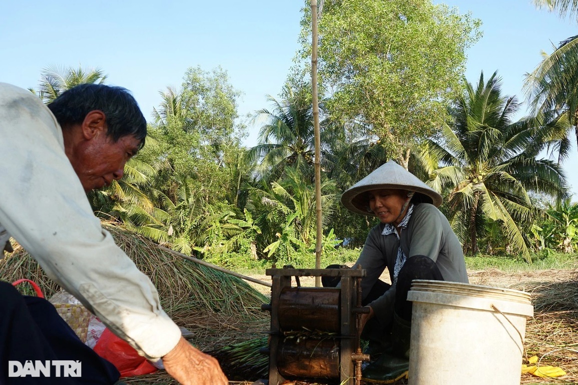 Loại cỏ cao hơn đầu người, trồng một lần gặt 7 năm, lãi gấp 3 trồng lúa - 4 Loại cỏ cao hơn đầu người, trồng một lần gặt 7 năm, lãi gấp 3 trồng lúa - 4
