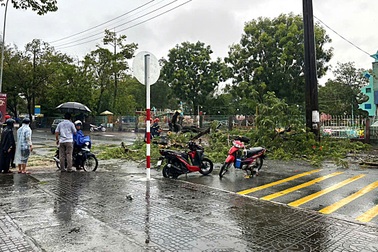 Cây xanh bật gốc đổ trúng hai người đi xe máy