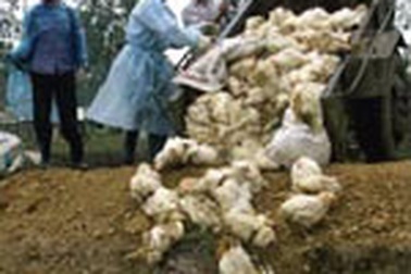 Đề nghị truy tố 6 bị can vụ chôn gà, vịt rởm