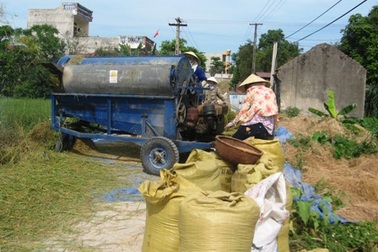 Vô tư biến quốc lộ thành sân phơi lúa
