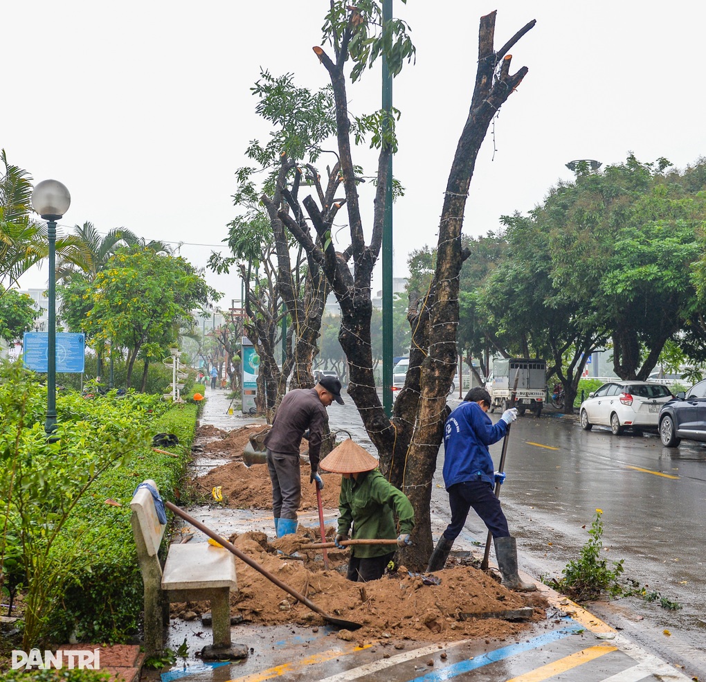 Hà Nội di dời hàng cây nhãn 30 năm tuổi để trồng thay thế cây giáng hương - 2