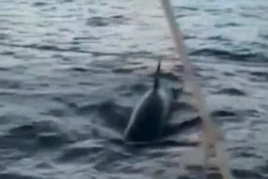 Cá voi sát thủ tấn công thuyền của khách du lịch