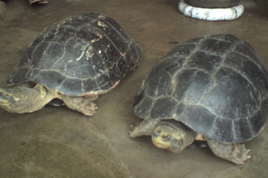 Hai “cụ” rùa bất ngờ xuất hiện ở ngôi chùa 1.600 tuổi