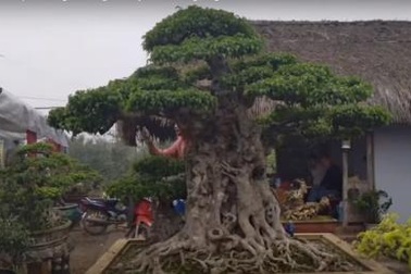 Mua sanh 16 tỷ; cho bạn vay 200 tỷ đồng không cần hỏi lý do