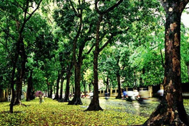 Rolls-Royce Phantom và gốc sấu già