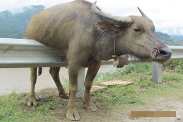 Cảm kích chuyện người cứu trâu 