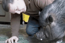 Đối diện với cáo buộc hình sự vì muốn nuôi lợn ỉ Việt Nam làm thú cưng