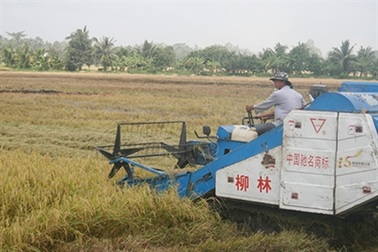 Bán ruộng lúa chín cho vịt ăn!