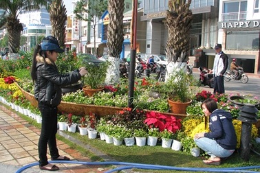 Đà Nẵng tìm ý tưởng trang trí hoa Tết 
