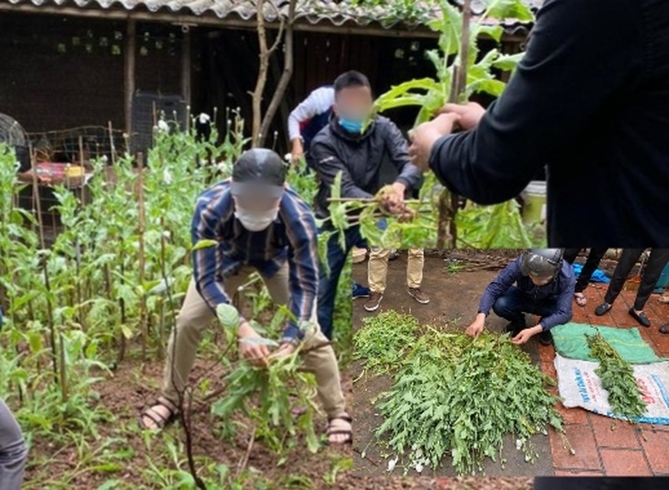 Hà Nội: Một hộ dân trồng hơn 300 cây thuốc phiện ở vườn nhà để ngâm rượu - 1 Hà Nội: Một hộ dân trồng hơn 300 cây thuốc phiện ở vườn nhà để ngâm rượu - 1