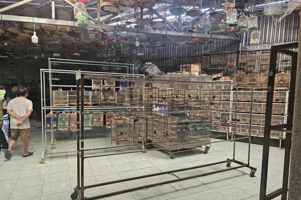 Chơi chim cảnh: Sở thích nhỏ, coi chừng rủi ro lớn - 1 Chơi chim cảnh: Sở thích nhỏ, coi chừng rủi ro lớn - 1