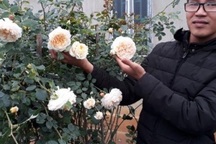 Kiếm trăm triệu mỗi năm nhờ nhân giống hoa hồng ngoại