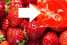 Hình ảnh vô cùng bất ngờ khi soi kính hiển vi vào quả dâu tây