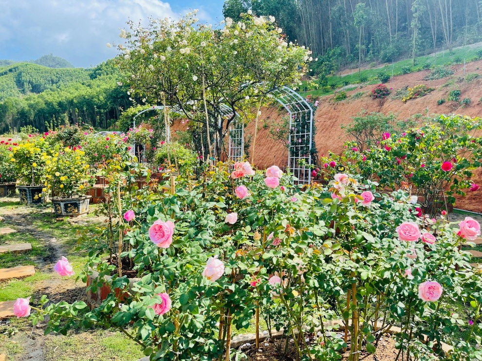 9X Đắk Lắk đánh liều bán ô tô, vay tiền thuê đất, làm vườn hồng 10.000 gốc - 12