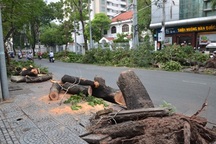 Mưa lớn, cây bật gốc đè chết người giữa Sài Gòn