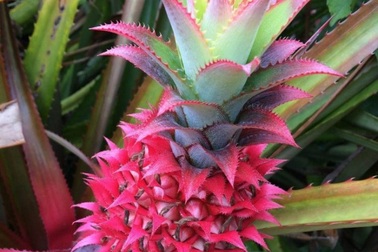 "Phát sốt" với những trái dứa màu hồng mới xuất hiện